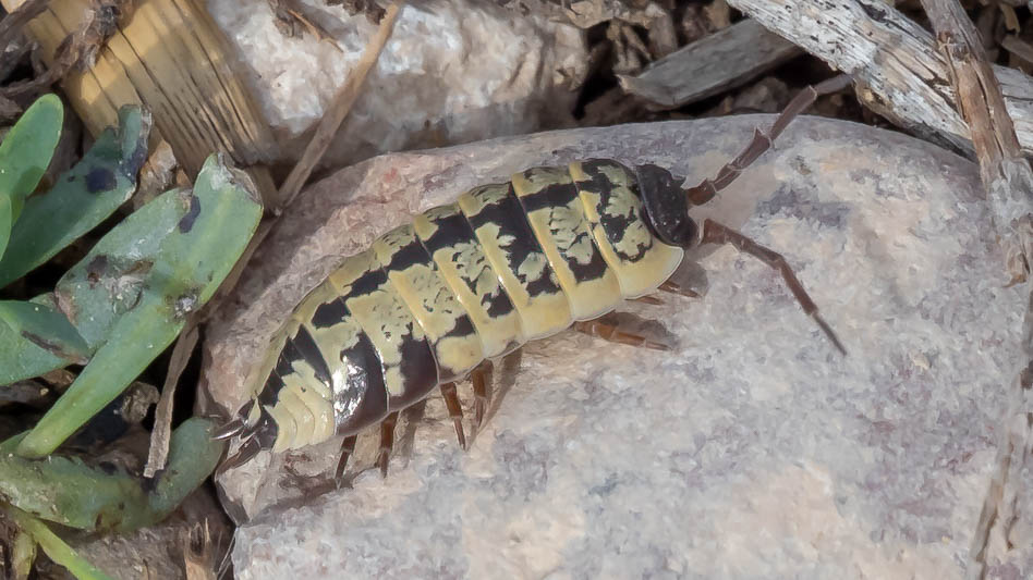 Porcellio ornatus (an Isopod).jpg